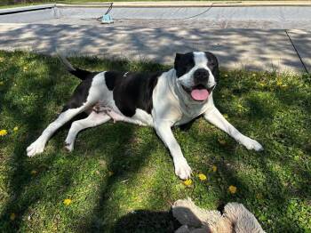 American Bulldog and Mixed Breed Dogs Available for Adoption in Irwin, Pennsylvania - Amara | PetCurious