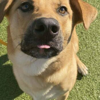 Retriever Dogs Available for Adoption - Chopper | PetCurious