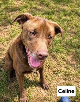 Chocolate Labrador Retriever Dogs Available for Adoption in Rockaway, New Jersey - Celine Dixon | PetCurious