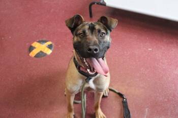 Black Mouth Cur Dogs Available for Adoption - Sage | PetCurious