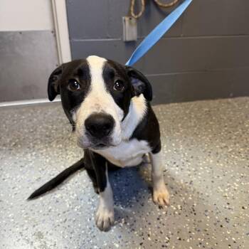 TUSC-Stray-84667 -  Pit Bull Terrier and Mixed Breed Dog for Adoption in Tuscaloosa, Alabama - TUSC-Stray-84667 | PetCurious