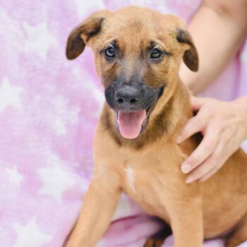 Julian (Victoria Litter) -  Shepherd and Husky Dog for Adoption in Conroe, Texas - Julian (Victoria Litter) | PetCurious