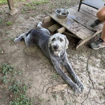 Beaux Tie -  Wirehaired Pointing Griffon and Black Mouth Cur Dog for Adoption in Carencro, Louisiana - Beaux Tie | PetCurious