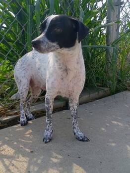 Penny -  Chihuahua and Mixed Breed Dog for Adoption in Beatrice, Nebraska - Penny | PetCurious
