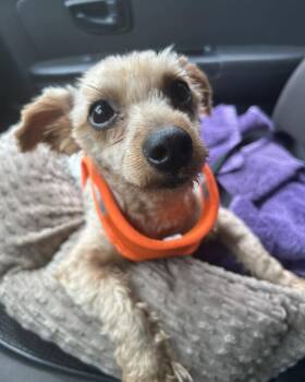 Maggie -  Yorkshire Terrier Dog for Adoption in Winchester, Connecticut - Maggie | PetCurious
