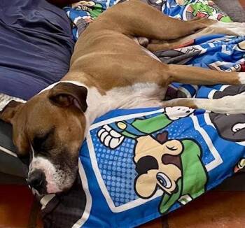 Wilson II -  Boxer Dog for Adoption in Hewitt, Texas - Wilson II | PetCurious