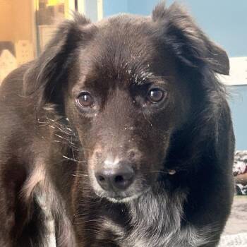 Mixed Breed Dogs Available for Adoption - Chewy | PetCurious