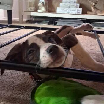 Pit Bull Terrier Dogs Available for Adoption in Monroe, Michigan - Holly | PetCurious