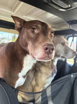 Rescue Shepherd Dogs for Adoption in Germantown, Ohio - Maine And Virginia | PetCurious