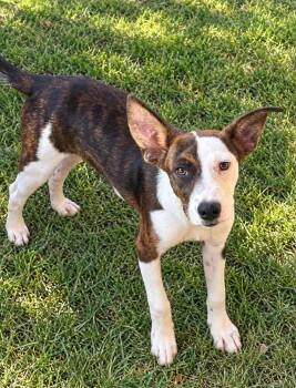 Cashew - mixed nut litter -  Labrador Retriever and Australian Cattle Dog Blue Heeler Dog for Adoption in Horn Lake, Mississippi - Cashew - Mixed Nut Litter | PetCurious