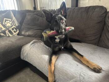German Shepherd Dog Dogs Available for Adoption in Pleasant Hill, California - PJ | PetCurious