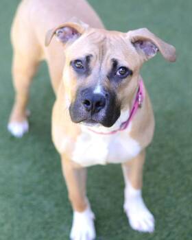 Titus -  Boxer and Pit Bull Terrier Dog for Adoption in Novato, California - Titus | PetCurious