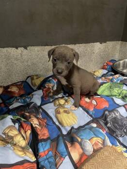 STARRY -  American Staffordshire Terrier Dog for Adoption in Tallahassee, Florida - STARRY | PetCurious