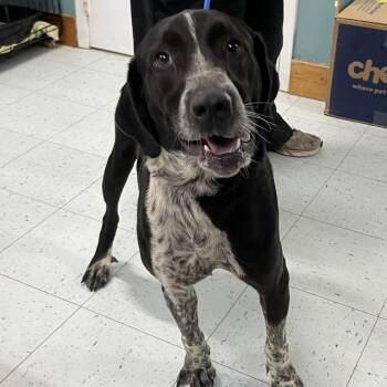 Sam -  Hound and Mixed Breed Dog for Adoption in Walden, New York - Sam | PetCurious
