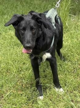 Australian Cattle Dog Blue Heeler and Border Collie Dogs Available for Adoption in Calera, Alabama - Matt | PetCurious