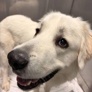 Deezle -  Mixed Breed Dog for Adoption in Davenport, Iowa - Deezle | PetCurious