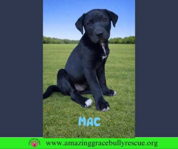 Labrador Retriever Dogs Available for Adoption - Mac | PetCurious