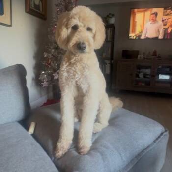Mr. Butters -  Goldendoodle Dog Available for Adoption in Lake Worth Beach, Florida - Mr. Butters | PetCurious