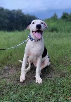 Brian -  American Bulldog and English Pointer Dog for Adoption in Leesburg, Georgia - Brian | PetCurious