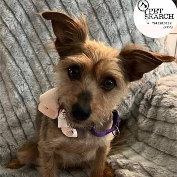 Rescue Yorkshire Terrier and Mixed Breed Dogs for Adoption in Washington, Pennsylvania - Penny | PetCurious