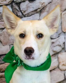 Honeybear -  Australian Cattle Dog Blue Heeler Dog for Adoption in Kennesaw, Georgia - Honeybear | PetCurious