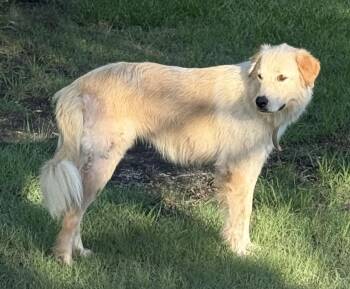 Rosie -  Golden Retriever Dog for Adoption in Mckinney, Texas - Rosie | PetCurious