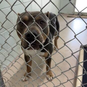 Dallas -  Mixed Breed Dog for Adoption in Newark, New Jersey - Dallas | PetCurious