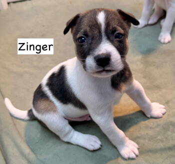 Rescue Parson Russell Terrier Dogs for Adoption in Gilberts, Illinois - U-ZINGER | PetCurious