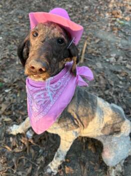 DAWN -  Standard Poodle Dog for Adoption in Fosters, Alabama - DAWN | PetCurious