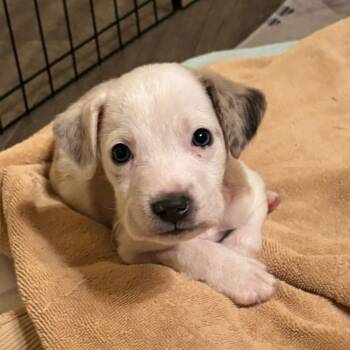 Rescue Labrador Retriever and Boxer Dogs for Adoption in Allen, Texas - Fang | PetCurious