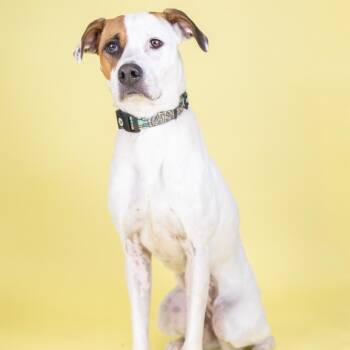 Mixed Breed Dogs Available for Adoption - Patches | PetCurious