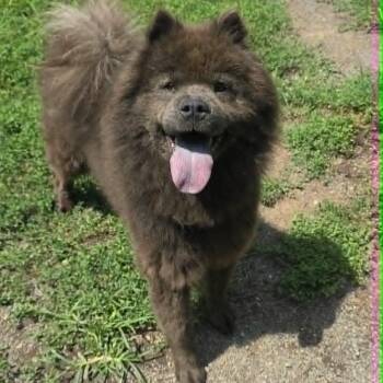 Chelsea -  Chow Chow Dog for Adoption in Orange, Virginia - Chelsea | PetCurious