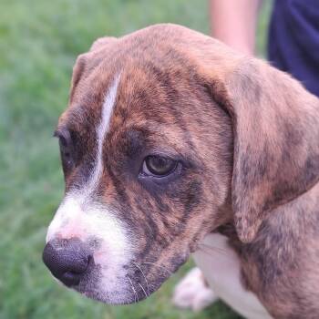 Kujo -  Pit Bull Terrier Dog for Adoption in Dayton, Ohio - Kujo | PetCurious