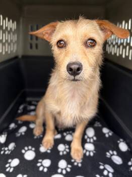 DAISY -  Border Terrier and Chihuahua Dog for Adoption in El Segundo, California - DAISY | PetCurious