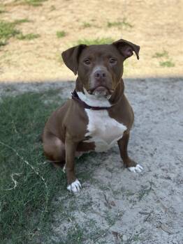 Pit Bull Terrier Dogs Available for Adoption - Sage | PetCurious