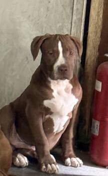 Pit Bull Terrier Dogs Available for Adoption in Boone, Colorado - Betsy | PetCurious