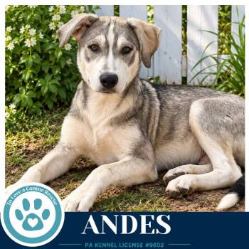 Andes (Arctic Team) 101726 -  Husky Dog for Adoption in Kimberton, Pennsylvania - Andes (Arctic Team) 101726 | PetCurious