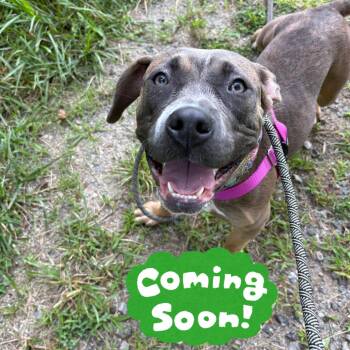 Lottie Mae -  Pit Bull Terrier Dog for Adoption in Waynesville, North Carolina - Lottie Mae | PetCurious