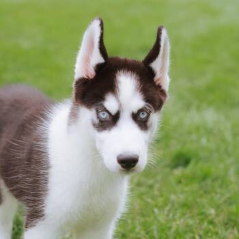 Balto -  Siberian Husky Dog for Adoption in Northbrook, Illinois - Balto | PetCurious