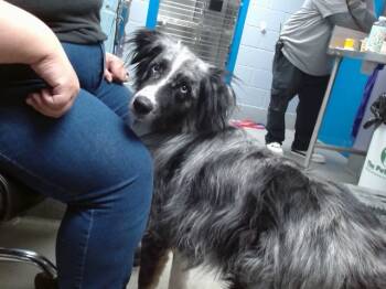 Rescue Australian Cattle Dog Blue Heeler and Mixed Breed Dogs for Adoption in Albuquerque, New Mexico - KODA | PetCurious