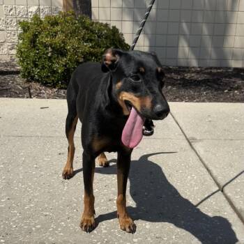 Mixed Breed and Doberman Pinscher Dogs Available for Adoption - Wynter | PetCurious