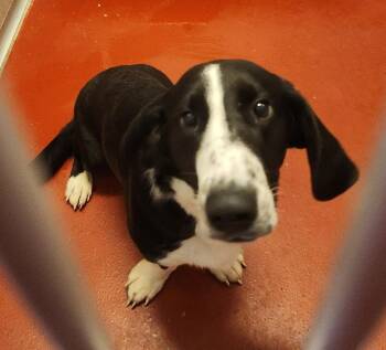 Rescue Basset Hound Dogs for Adoption in Mason City, Iowa - Brisket | PetCurious