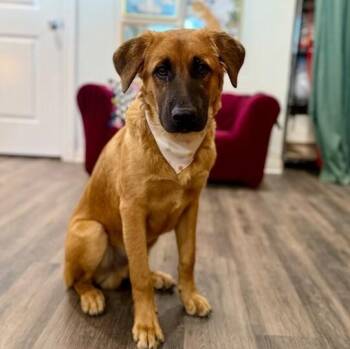 Labrador Retriever and German Shepherd Dog Dogs Available for Adoption in Friendswood, Texas - Jinu The Gentle Calm Soul | PetCurious