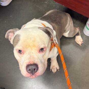 Ice -  Staffordshire Bull Terrier Dog for Adoption in Wilmington, Delaware - Ice | PetCurious