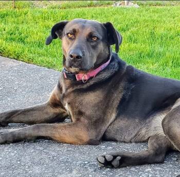 Rescue Labrador Retriever Dogs for Adoption in Phenix City, Alabama - Rhea Sunshine | PetCurious