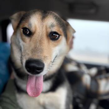 Husky Dogs Available for Adoption - Miley Cyrus | PetCurious