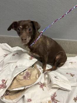 MADAME FAUSTINE -  Chihuahua Dog for Adoption in Las Vegas, Nevada - MADAME FAUSTINE | PetCurious