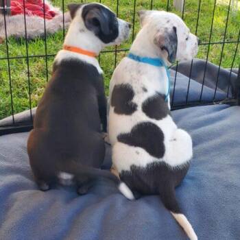 RIVER -  Bull Terrier and Mixed Breed Dog for Adoption in San Juan Capistrano, California - RIVER | PetCurious