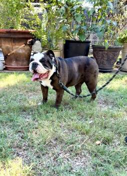 Rescue English Bulldog Dogs for Adoption in Lockhart, Texas - Wanna Hippopotamus For Christmas? | PetCurious