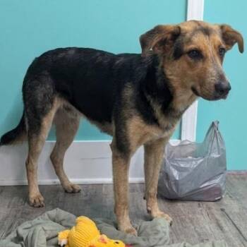 Mixed Breed Dogs Available for Adoption in Jefferson City, Tennessee - Hope | PetCurious